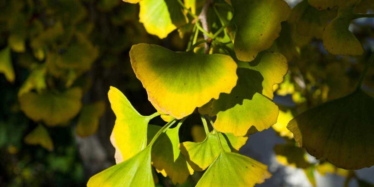 Zukünftige Forschungen und Entwicklungen bei Ginkgo biloba zur Behandlung von erektiler Dysfunktion