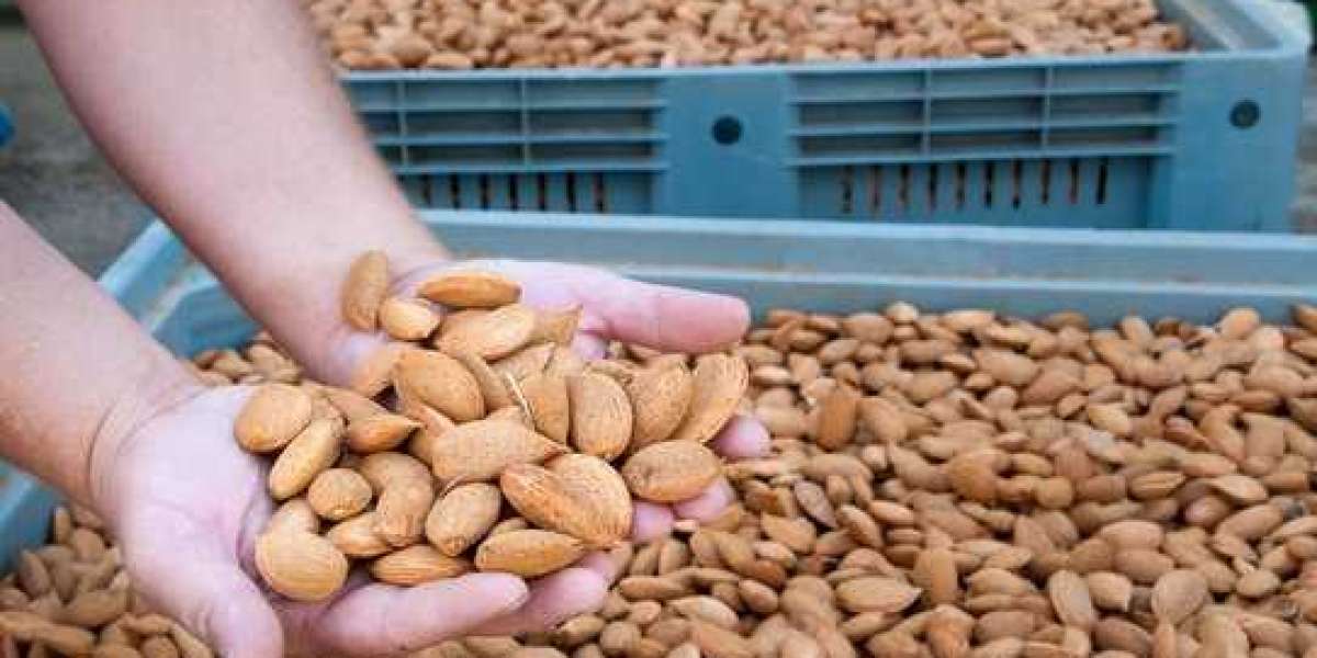 Almond Processing Plant Project Report 2024: Cost Analysis and Investment Opportunities