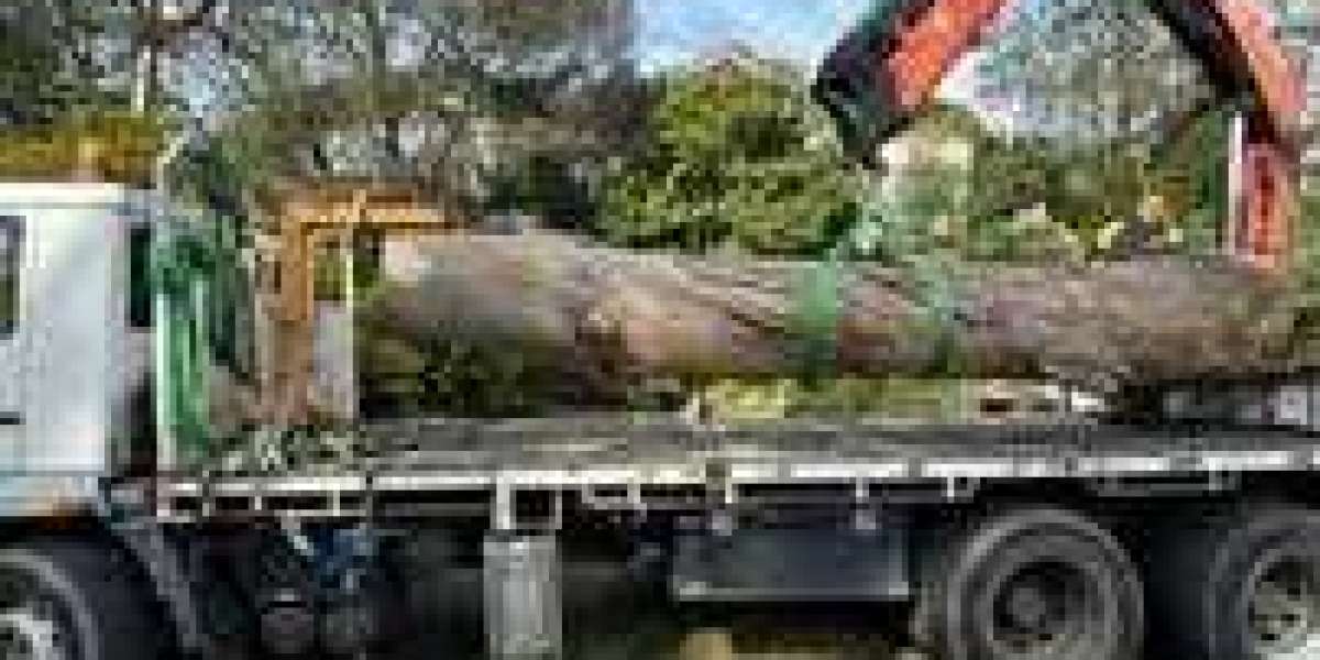 Professional Tree Surgeon Services in Sydney