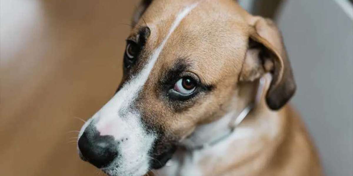 Dog Side Eye: Why Your Pup Is Giving You That Look and What Does It Mean When A Dog Gives Side Eye?