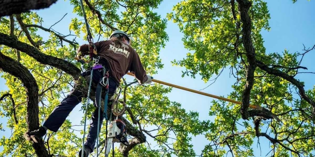 Affordable Tree Service: Your Solution for Tree Removal and Trimming