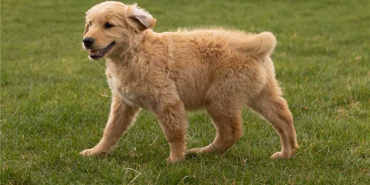 How to Pick the Right Golden Retriever Puppy for Your Family