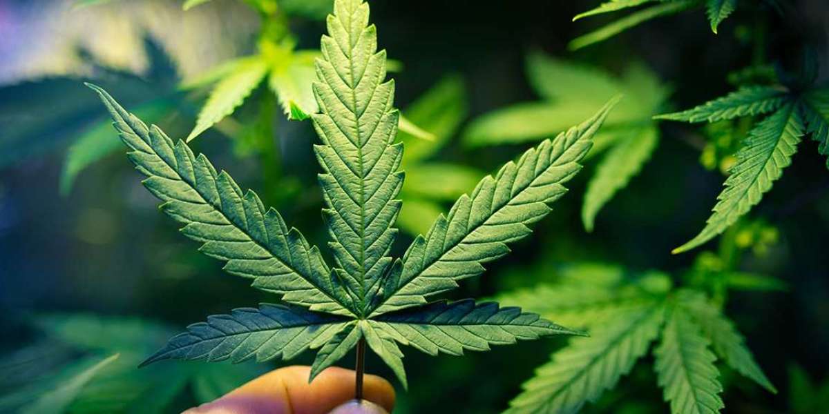 Unveiling the Potency: Exploring Premium THCP Flower in the UK Market