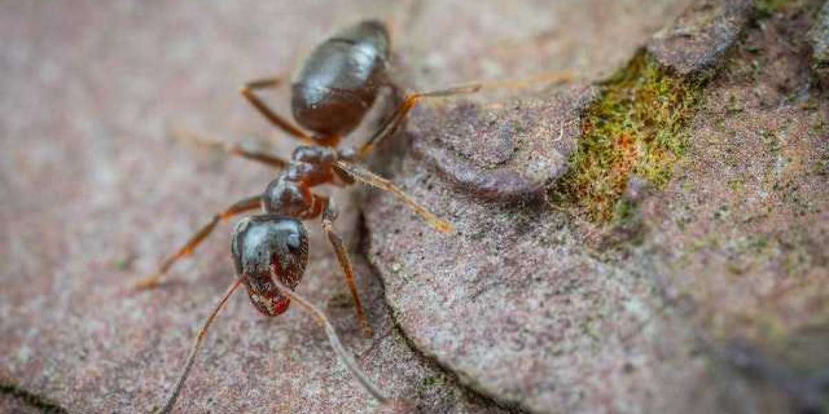 Affordable Ant Control Services in Melbourne You Can Rely On
