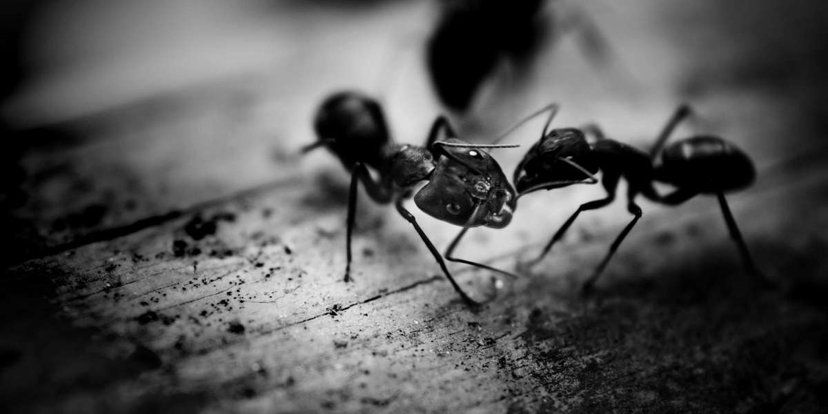 Effective Ant Control Solutions in Melbourne Homes