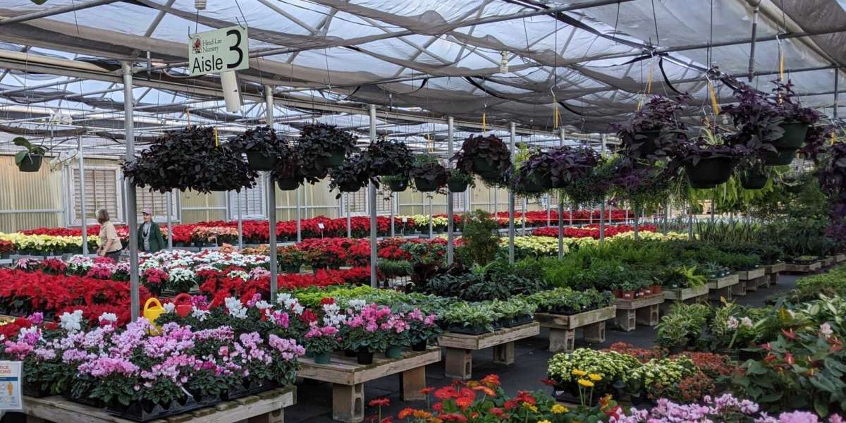 Buy Indoor Plants in Karachi – Bring Nature into Your Home